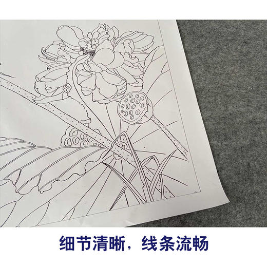 【有步骤、大彩图】杨冬冬工笔画白描底稿斗方小品《美人怜》荷花麻雀初学者临摹花鸟线稿HD48 商品图4