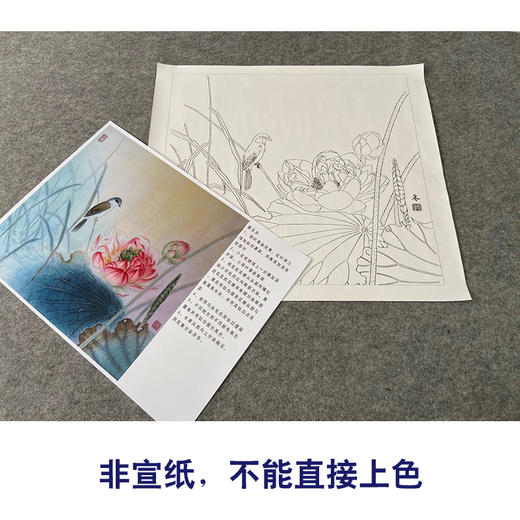 【有步骤、大彩图】杨冬冬工笔画白描底稿斗方小品《寒香映水》荷花伯劳鸟初学者临摹花鸟线稿HD47 商品图2