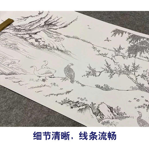 【长卷】工笔花鸟画白描底稿古画长卷沈铨《百鸟朝凤图》多种白描尺寸可选G041 商品图3