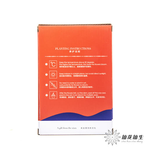 朱顶红种球礼盒【仅有单独的礼盒】 商品图2