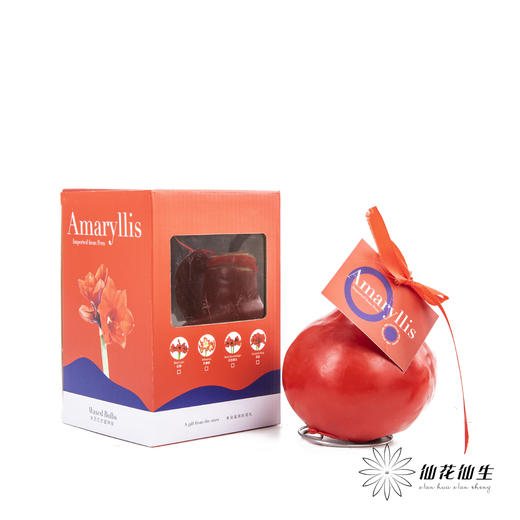 朱顶红种球礼盒【仅有单独的礼盒】 商品图5