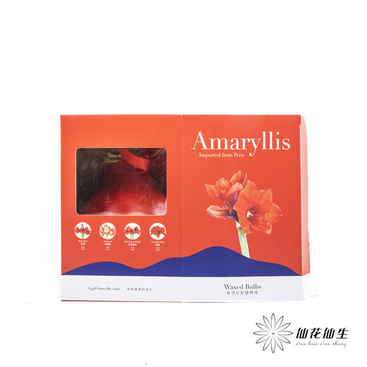 朱顶红种球礼盒【仅有单独的礼盒】 商品图4