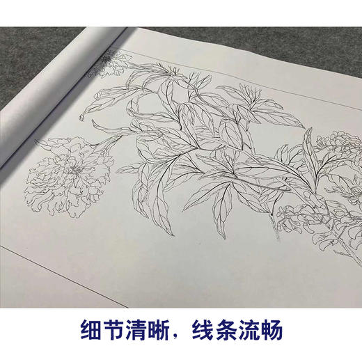 【长卷】工笔花鸟画白描底稿古画长卷恽寿平《百花图卷》多种白描尺寸可选G040 商品图3