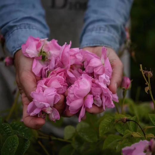 法国 Dior迪奥 永恒的爱淡香水100ml （茉莉花香调） 商品图5