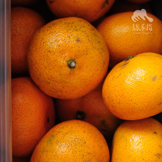 生态蜜桔 | 合作生产* Eco-tangerine | Coproducted 商品图4