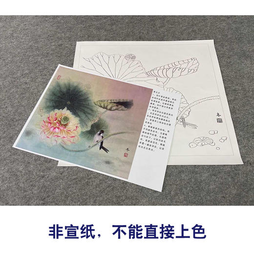 【有步骤、大彩图】杨冬冬工笔画白描底稿斗方小品《清池素影》荷花麻雀初学者临摹花鸟线稿HD52 商品图2