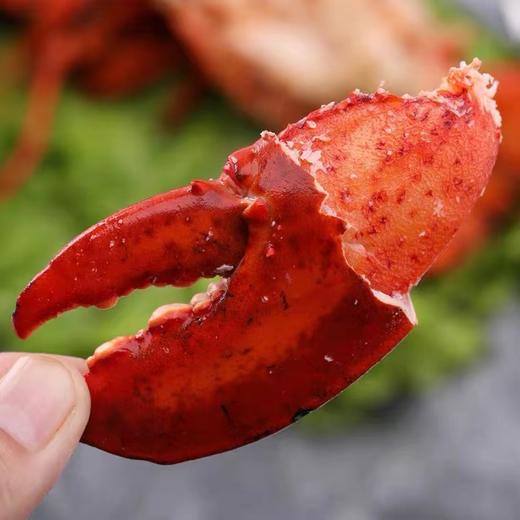 6只装加拿大熟冻波士顿龙虾空运直达纯天然野生北大西洋龙虾400-450g/只（一般贸易） 商品图2