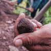 高黎贡山黑松露-餐桌上的黑钻石 商品缩略图2