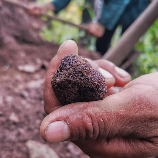 高黎贡山黑松露-餐桌上的黑钻石 商品图2