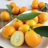 后院水果落地季【哈尔滨同城配送】绿色认证无公害融安滑皮金桔皮薄光滑，口感清甜 商品缩略图0