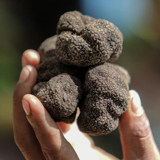 高黎贡山黑松露-餐桌上的黑钻石 商品图0