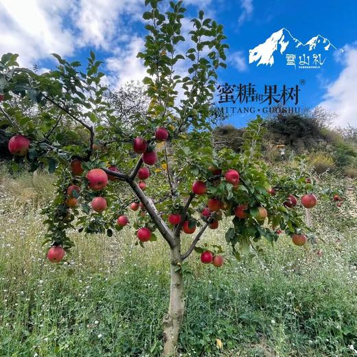 【2025新一批】海拔3000米，靠山吃山，饮用雪山净水【藏地苹果｜雪山礼】甘甜汁多，脆爽可口 商品图8