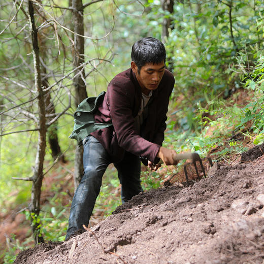 高黎贡山黑松露-餐桌上的黑钻石 商品图3
