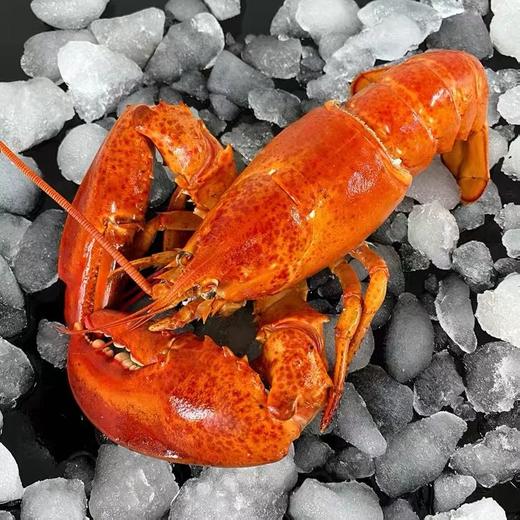 6只装加拿大熟冻波士顿龙虾空运直达纯天然野生北大西洋龙虾400-450g/只（一般贸易） 商品图1