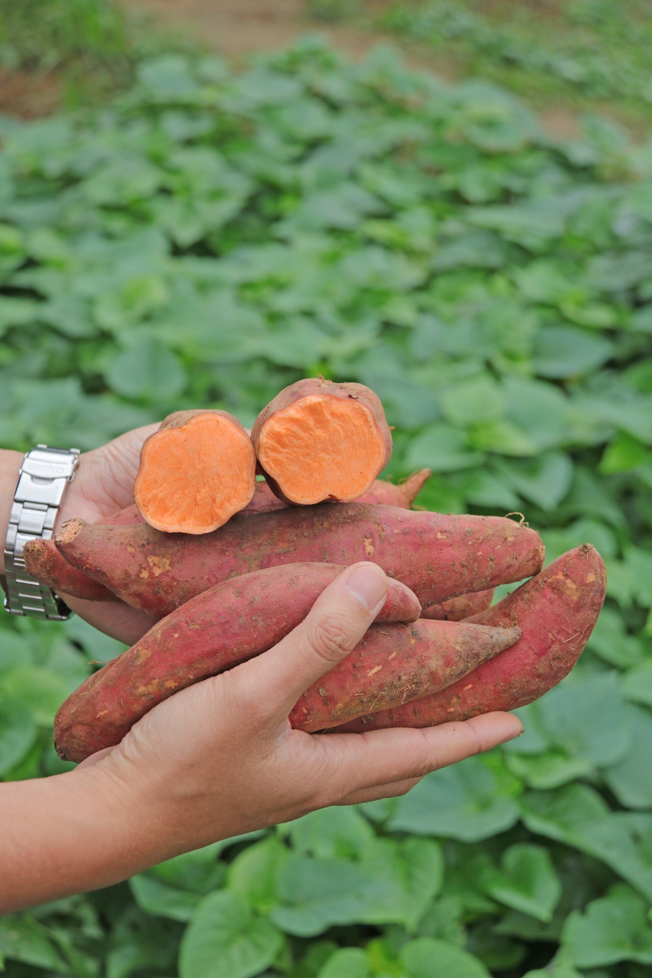 广东湛江西瓜红蜜薯!中果2斤试吃装/中果5斤装~粗粮zhi王!多吃粗粮,身