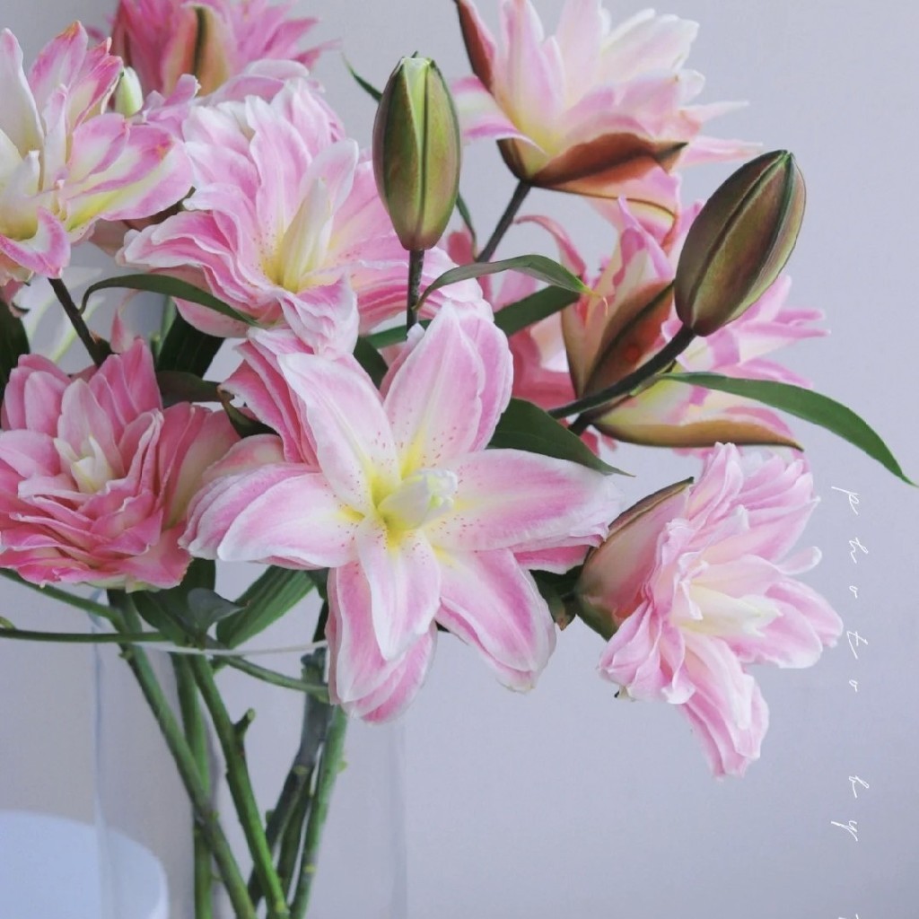 莲花之境重瓣百合12朵20朵最近超火的莲花系列百合百合上色深浅和紫外