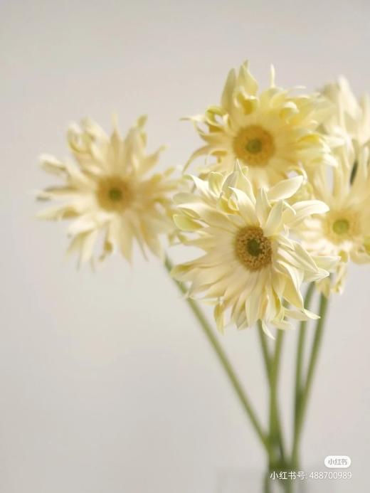 配花-空气卷-奶黄色-10枝 商品图0