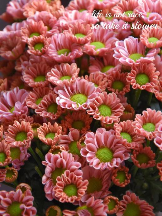 三文鱼小雏菊【智者不入爱河，遇你难做智者】简小姐精选 新品 小雏菊三文鱼1束 2束包邮 下单后5天内发货 商品图10