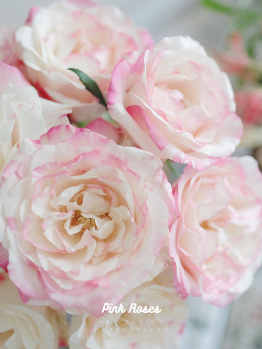 霓裳玫瑰【一曲霓裳尽，天涯同归永不离】简小姐精选 新品 玫瑰霓裳9+1枝(防花损）2件包邮 下单后3天内发货 商品图10