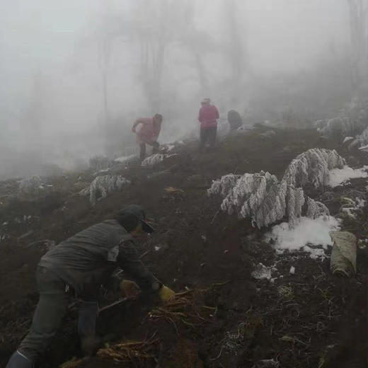【2025新上市】【云端上的有机雪山山药】冰激凌般软糯香软 连续9年通过有机认证 生长在雅安宝兴2300米海拔的夹金山上，来之不易的高端食材 商品图11
