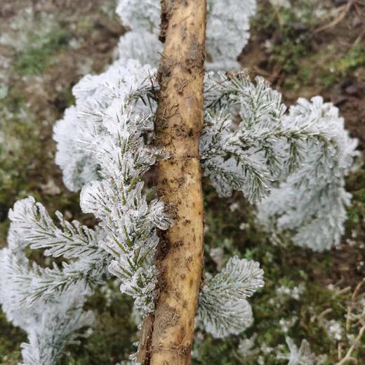 【2025新上市】【云端上的有机雪山山药】冰激凌般软糯香软 连续9年通过有机认证 生长在雅安宝兴2300米海拔的夹金山上，来之不易的高端食材 商品图9