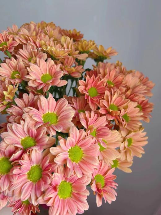 三文鱼小雏菊【智者不入爱河，遇你难做智者】简小姐精选 新品 小雏菊三文鱼1束 2束包邮 下单后5天内发货 商品图6