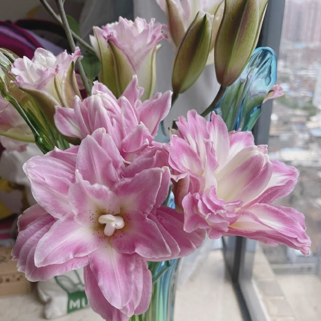 莲花之境重瓣百合12朵20朵最近超火的莲花系列百合百合上色深浅和紫外