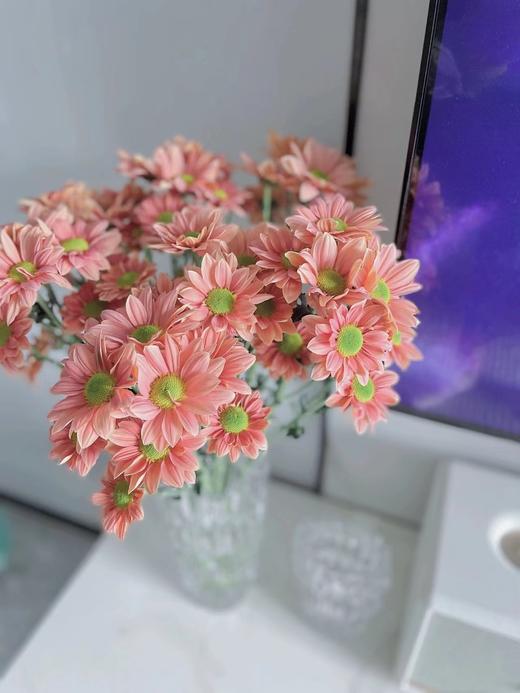 三文鱼小雏菊【智者不入爱河，遇你难做智者】简小姐精选 新品 小雏菊三文鱼1束 2束包邮 下单后5天内发货 商品图5