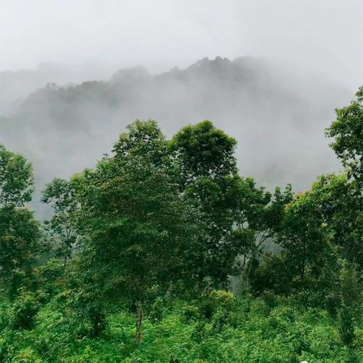 2020年吉顺号春茶 普洱茶生茶南糯山生茶茶砖250g 商品图5