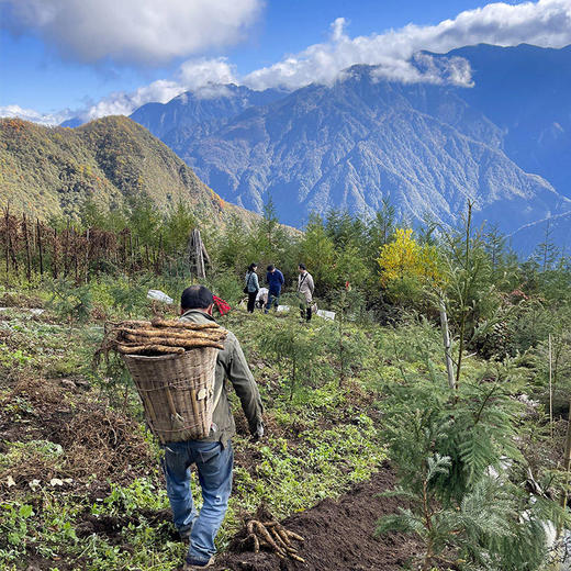 【2025新上市】【云端上的有机雪山山药】冰激凌般软糯香软 连续9年通过有机认证 生长在雅安宝兴2300米海拔的夹金山上，来之不易的高端食材 商品图12