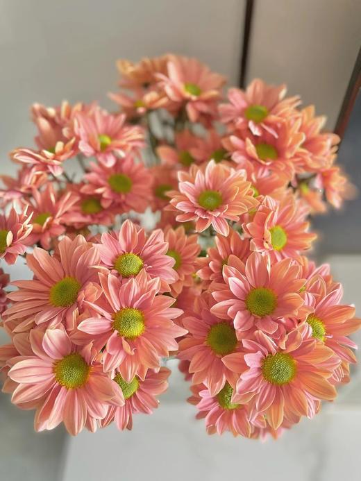 三文鱼小雏菊【智者不入爱河，遇你难做智者】简小姐精选 新品 小雏菊三文鱼1束 2束包邮 下单后5天内发货 商品图8