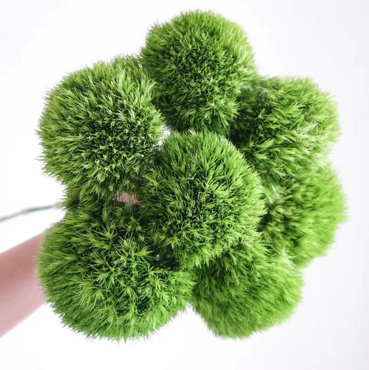 绿毛球【希望你永远迷人，富有生命力】简小姐精选新品 绿毛球9+1枝（防花损） 中通包邮 下单后48小时内发货 商品图4