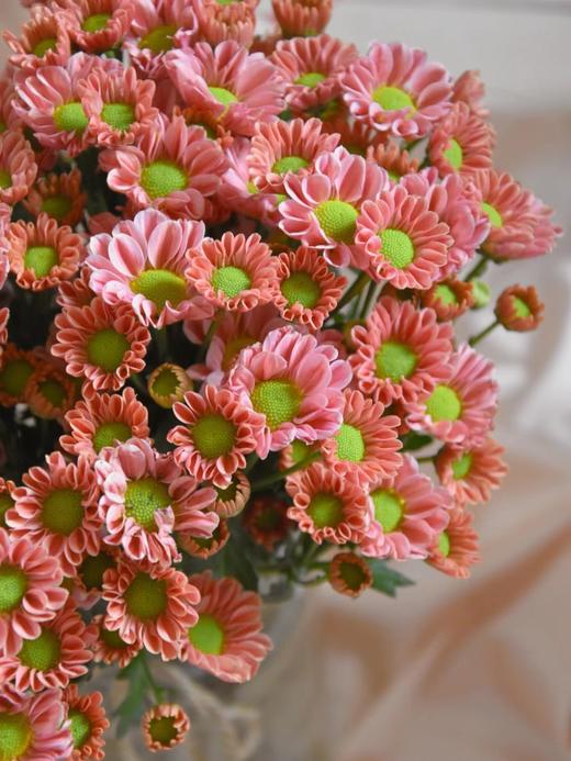 三文鱼小雏菊【智者不入爱河，遇你难做智者】简小姐精选 新品 小雏菊三文鱼1束 2束包邮 下单后5天内发货 商品图7