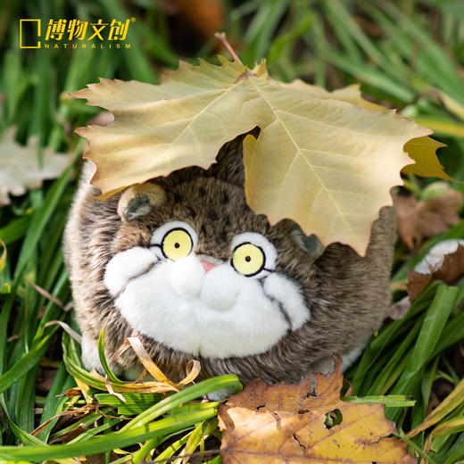 博物文创 大圆宝系列合集 兔狲雪鸮双髻鲨跳岩企鹅羚牛北极兔树麻雀虎鲸北极狐鸮鹦鹉大红鹳 商品图2