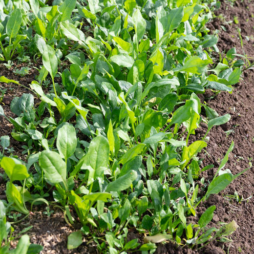 菠菜 
Spinach 商品图2