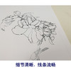 【有步骤、大彩图】李晓明工笔画白描稿《茶花白头》初学者临摹花鸟线稿KB17 商品缩略图4