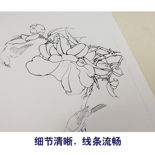【有步骤、大彩图】李晓明工笔画白描稿《茶花白头》初学者临摹花鸟线稿KB17 商品图4