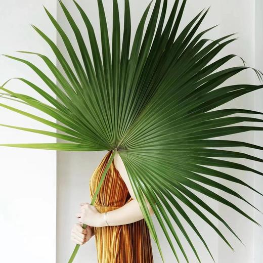 hzzj配叶蒲葵叶扇叶5