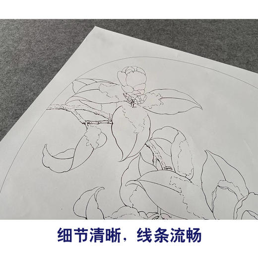 【有步骤、大彩图】李晓明工笔花鸟画白描底稿圆形小品《临宋雪霁山茶图》茶花初学者临摹花鸟线稿KC08 商品图4