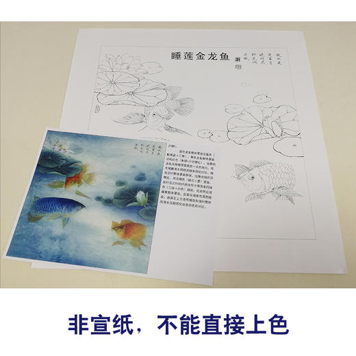 【有步骤、大彩图】李晓明工笔画白描底稿斗方《睡莲金龙鱼》荷花临摹勾线花鸟线稿KB29 商品图2