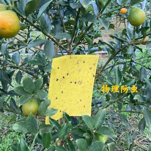 正宗广西融安脆蜜金柑  肉嫩化渣 香甜爆汁 商品图12