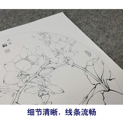 【有步骤、大彩图】李晓明工笔画白描稿小品《蝴蝶兰写真图》蝴蝶兰花临摹勾线花鸟线稿KB01 商品图4