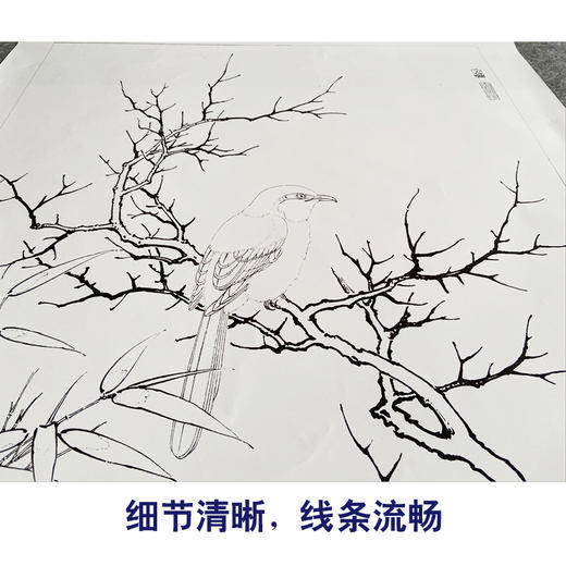 【有步骤、大彩图】李晓明工笔画白描底稿《临宋雪树寒禽图》伯劳鸟初学者临摹花鸟线稿KC24 商品图4