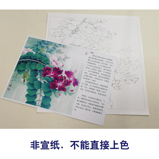 【有步骤、大彩图】李晓明工笔画白描底稿斗方《绣眼紫荆花》初学者高清打印稿KB30 商品图2