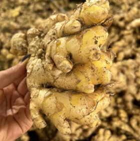 云南小黄姜、新鲜生姜、鲜香辛辣、姜味浓郁