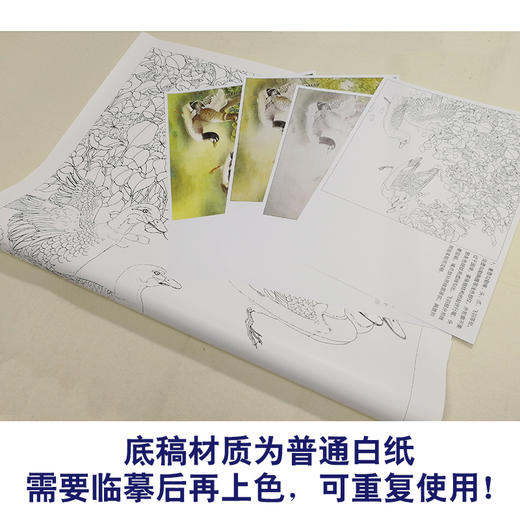【有步骤、大彩图】李晓明工笔画白描底稿斗方《野鸭凤眼莲》临摹勾线花鸟线稿KB31 商品图3