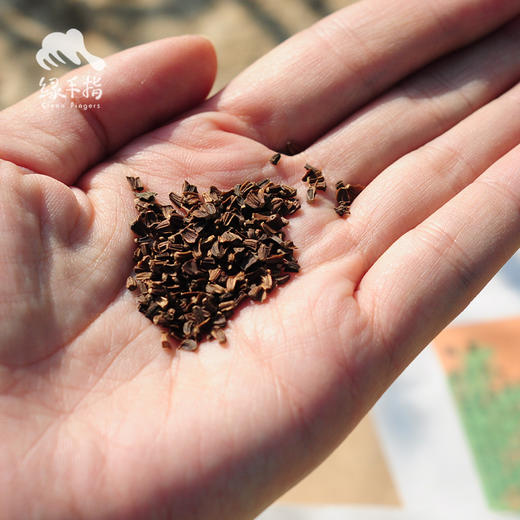 种子·茼蒿 | 公平贸易 * Crown Daisy seeds | Fair Trade Items 商品图0