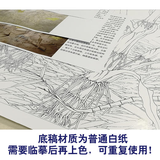 【有步骤、大彩图】李晓明工笔白描底稿斗方《竹林冬景》大鹅临摹勾线花鸟线稿KB32 商品图3
