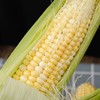 云南高原水果玉米   5/8斤 商品缩略图4