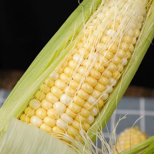 云南高原水果玉米   5/8斤 商品图4